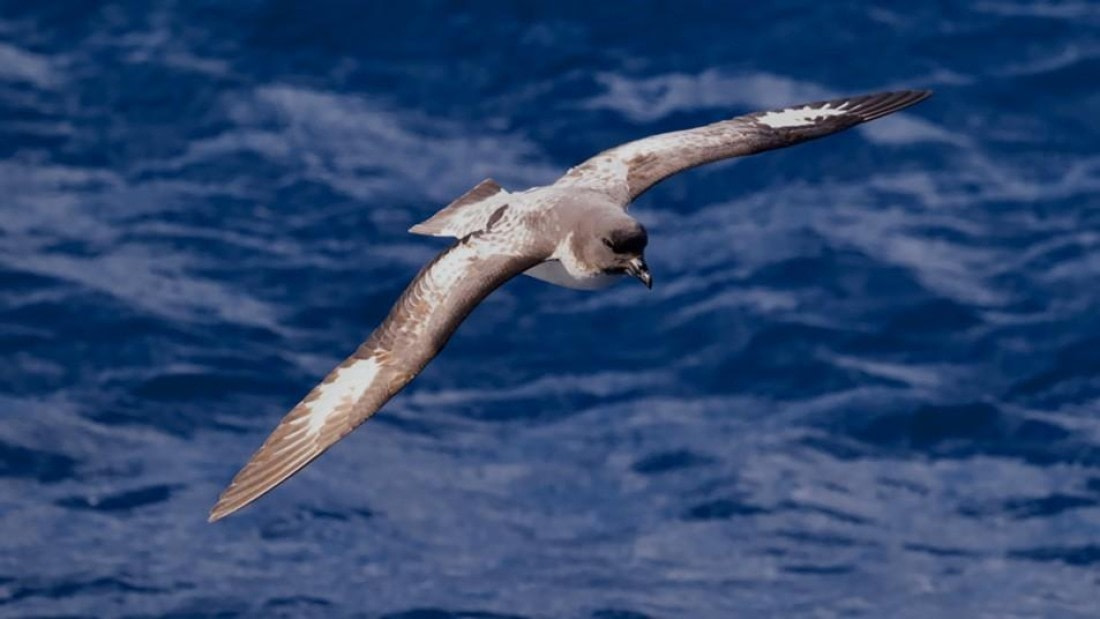 HDS22-25, Day 9, Bird 2 © Unknown photographer - Oceanwide Expeditions.jpg