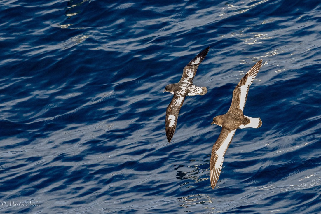 OTL22-25, Day 3, 0Q9A3936.jpg © Martin Anstee - Oceanwide Expeditions.jpg