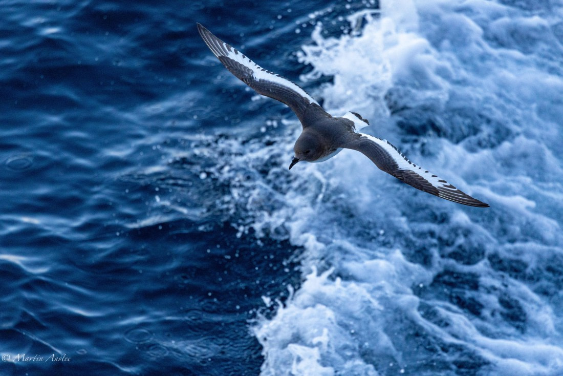 OTL22-25, Day 3, 0Q9A3922.jpg © Martin Anstee - Oceanwide Expeditions.jpg