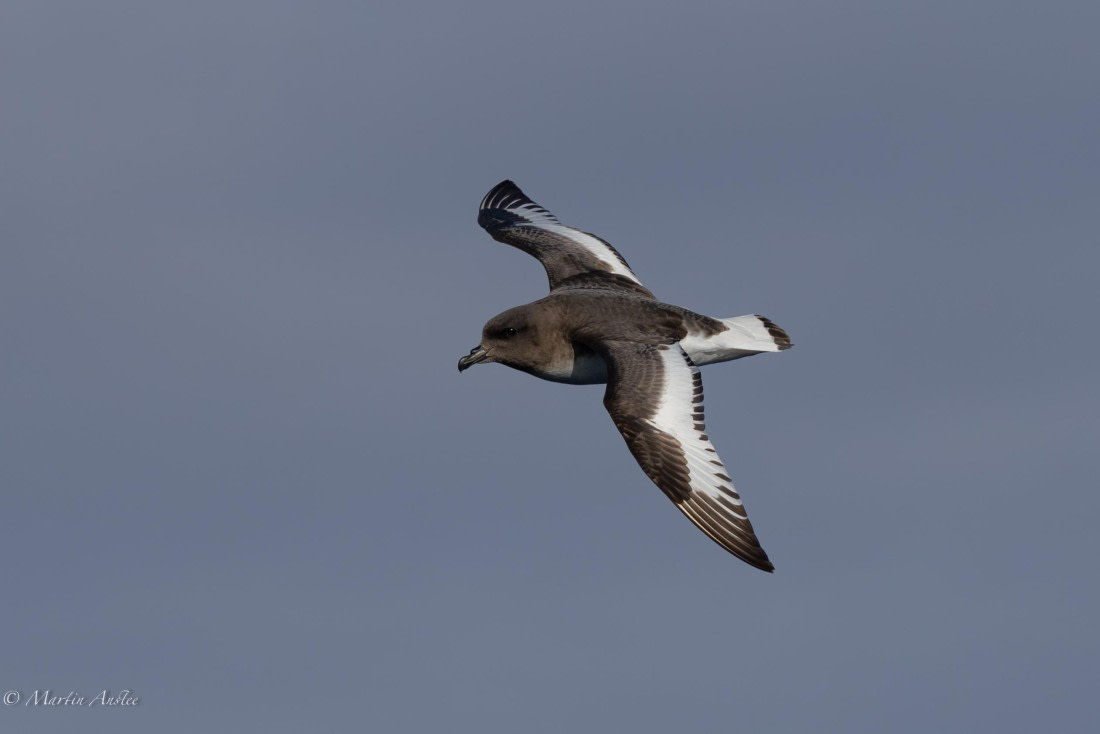 OTL22-25, Day 3, 0Q9A3942.jpg © Martin Anstee - Oceanwide Expeditions.jpg