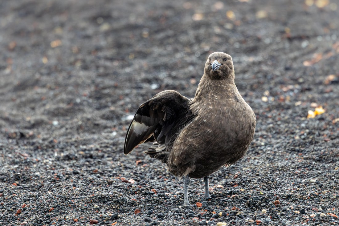 OTL22-25, Day 3, 0Q9A3962.jpg © Martin Anstee - Oceanwide Expeditions.jpg