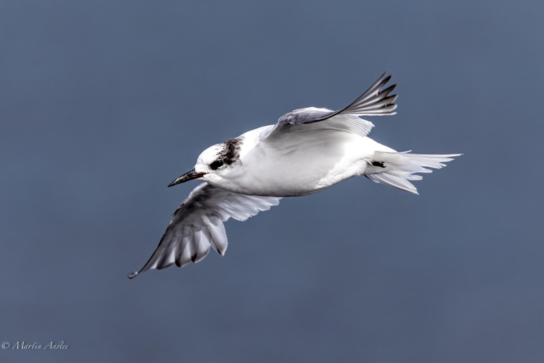 OTL22-25, Day 3, 0Q9A4066.jpg © Martin Anstee - Oceanwide Expeditions.jpg