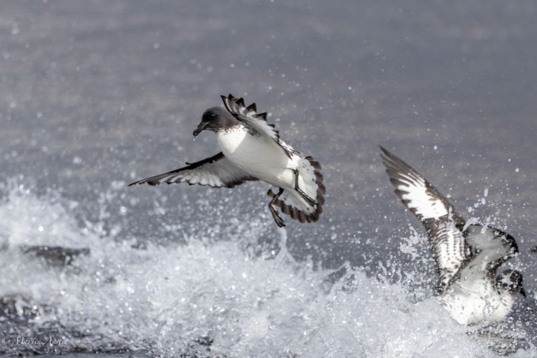 OTL22-25, Day 3, 0Q9A4150.jpg © Martin Anstee - Oceanwide Expeditions.jpg