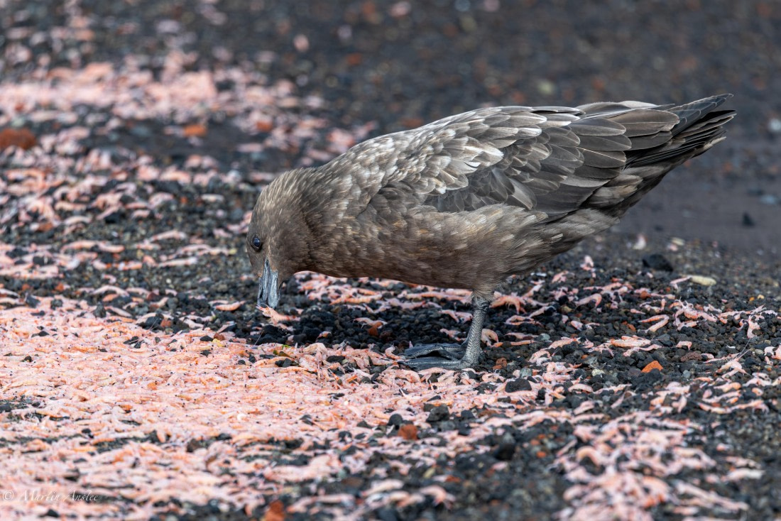 OTL22-25, Day 3, 0Q9A4493.jpg © Martin Anstee - Oceanwide Expeditions.jpg