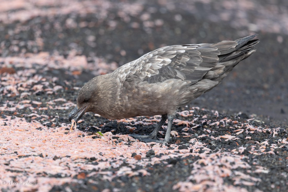 OTL22-25, Day 3, 0Q9A4535.jpg © Martin Anstee - Oceanwide Expeditions.jpg