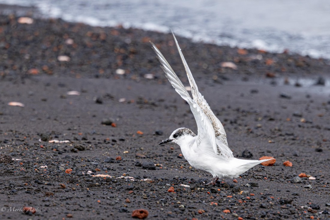 OTL22-25, Day 3, 0Q9A4574.jpg © Martin Anstee - Oceanwide Expeditions.jpg