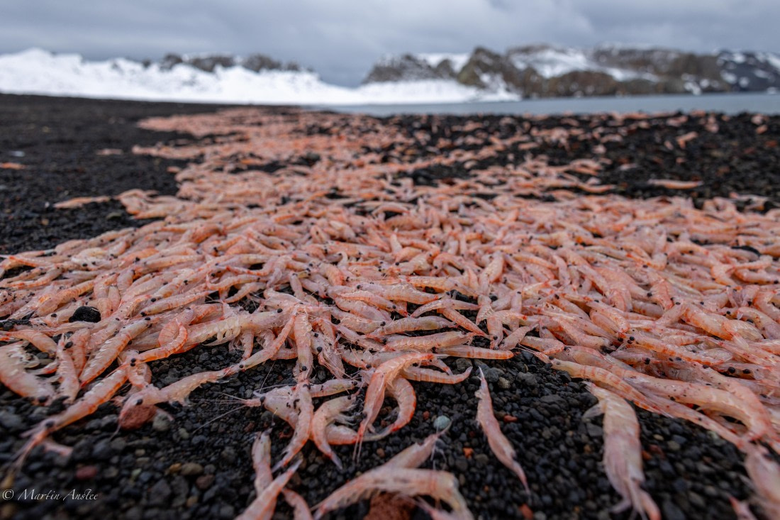 OTL22-25, Day 3, 095A5504.jpg © Gary Miller - Oceanwide Expeditions.jpg