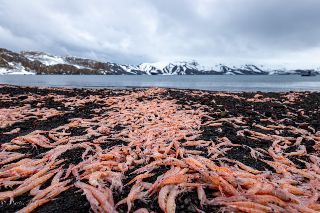 OTL22-25, Day 3, 095A5510.jpg © Gary Miller - Oceanwide Expeditions.jpg