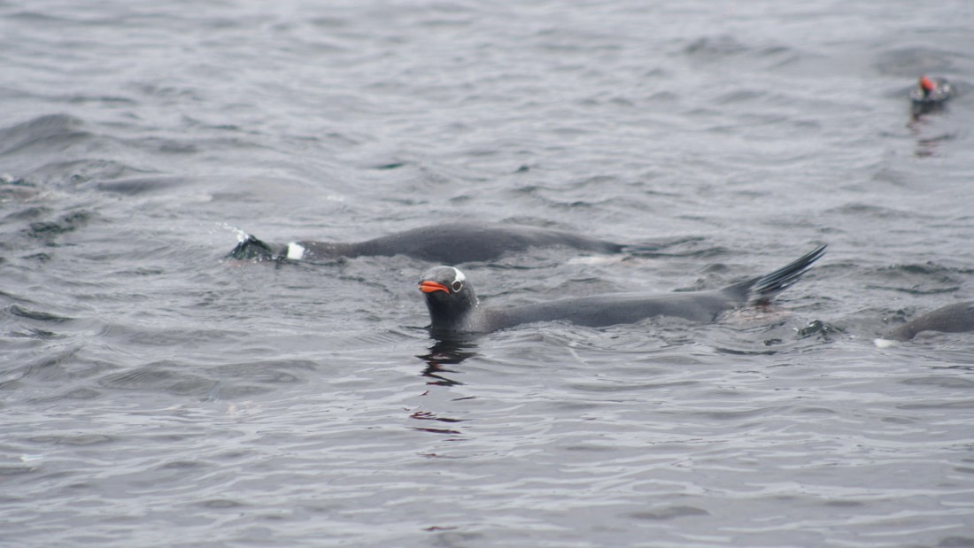 OTL22-25, Day 3, DSC09795.JPG © Jess Owen - Oceanwide Expeditions.JPG