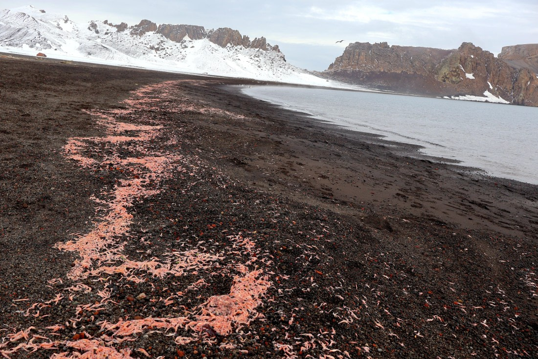 OTL22-25, Day 3, IMG_5296.JPG © Beth Hitchcock - Oceanwide Expeditions.JPG