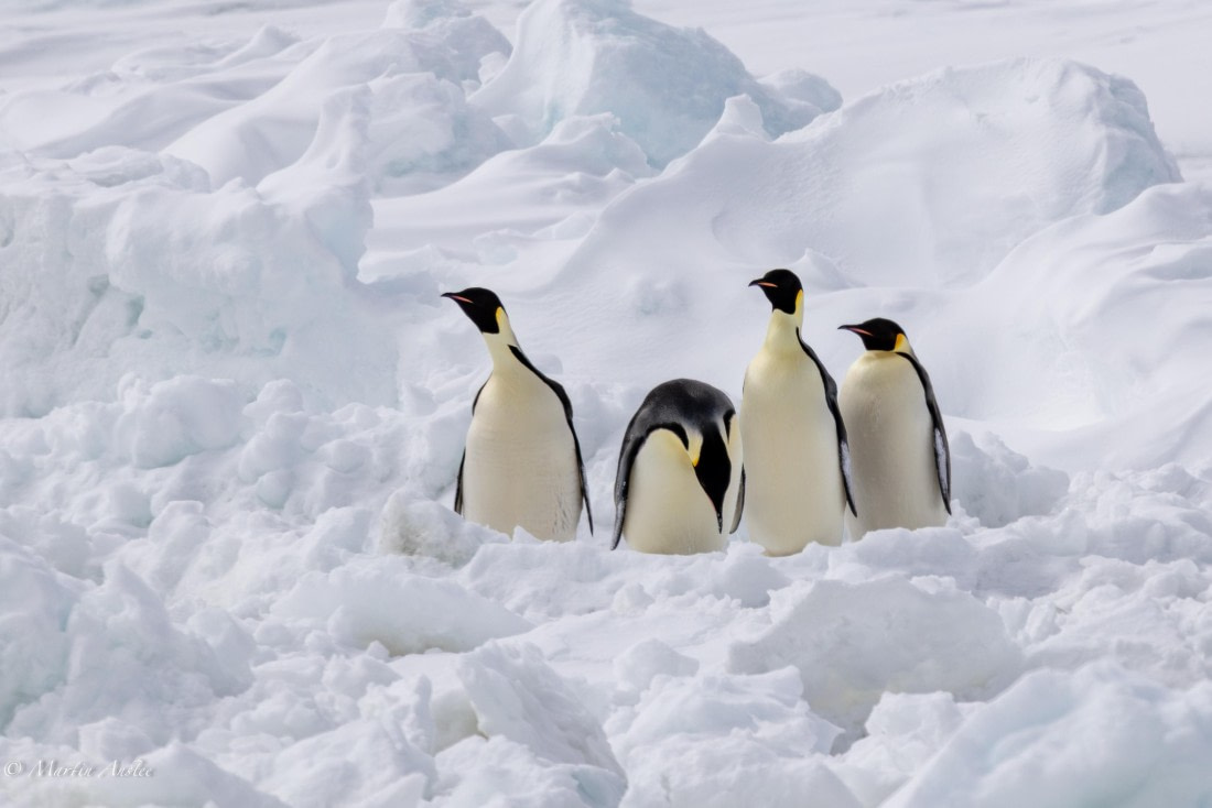 OTL22-25, Day 4, 0Q9A4739.jpg © Martin Anstee - Oceanwide Expeditions.jpg