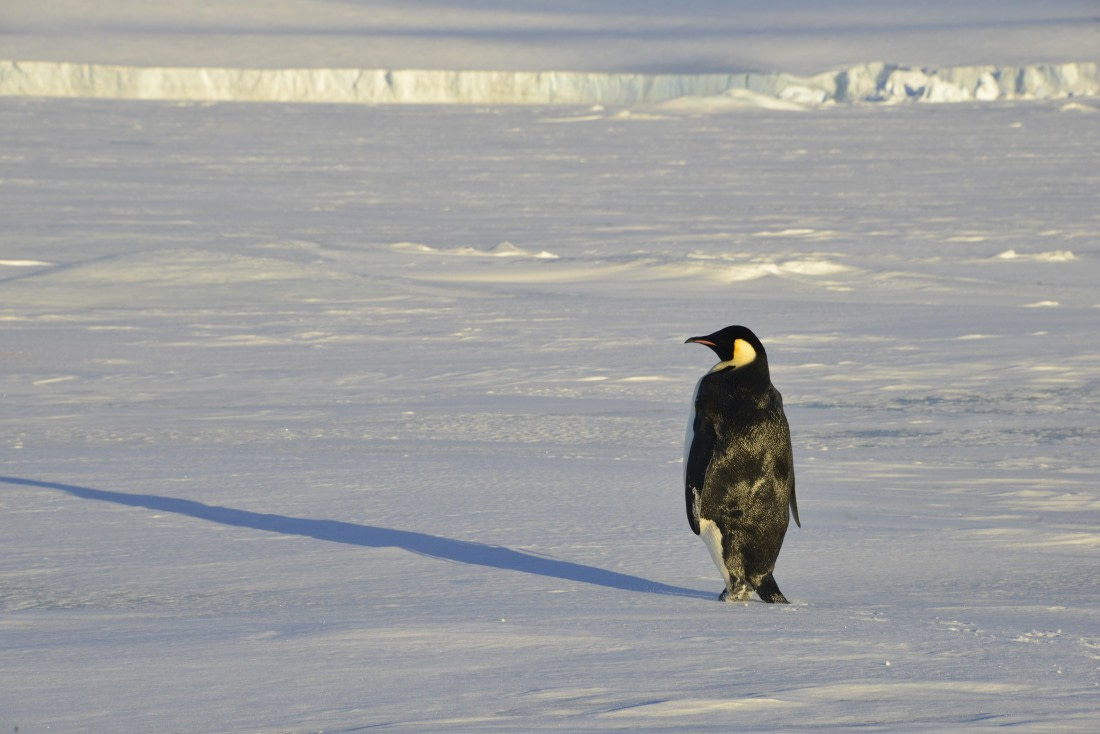 OTL22-25, Day 4, 14Nov2025-Gary Miller-Emperor near ship.JPG © Gary Miller - Oceanwide Expeditions.JPG