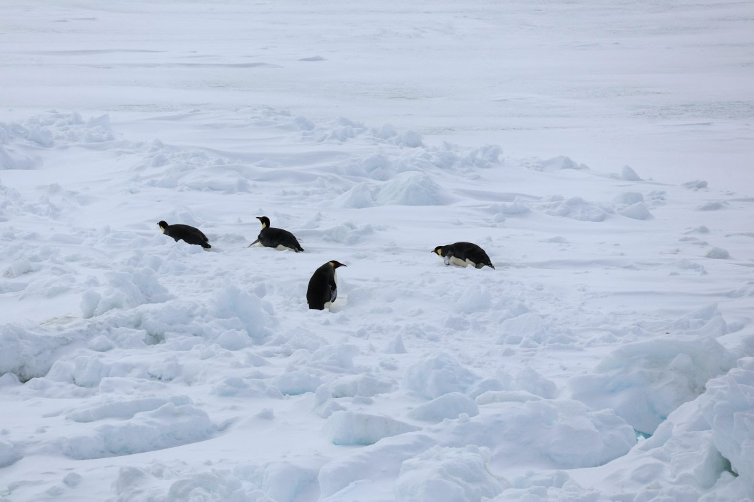 OTL22-25, Day 4, IMG_5352.JPG © Beth Hitchcock - Oceanwide Expeditions.JPG