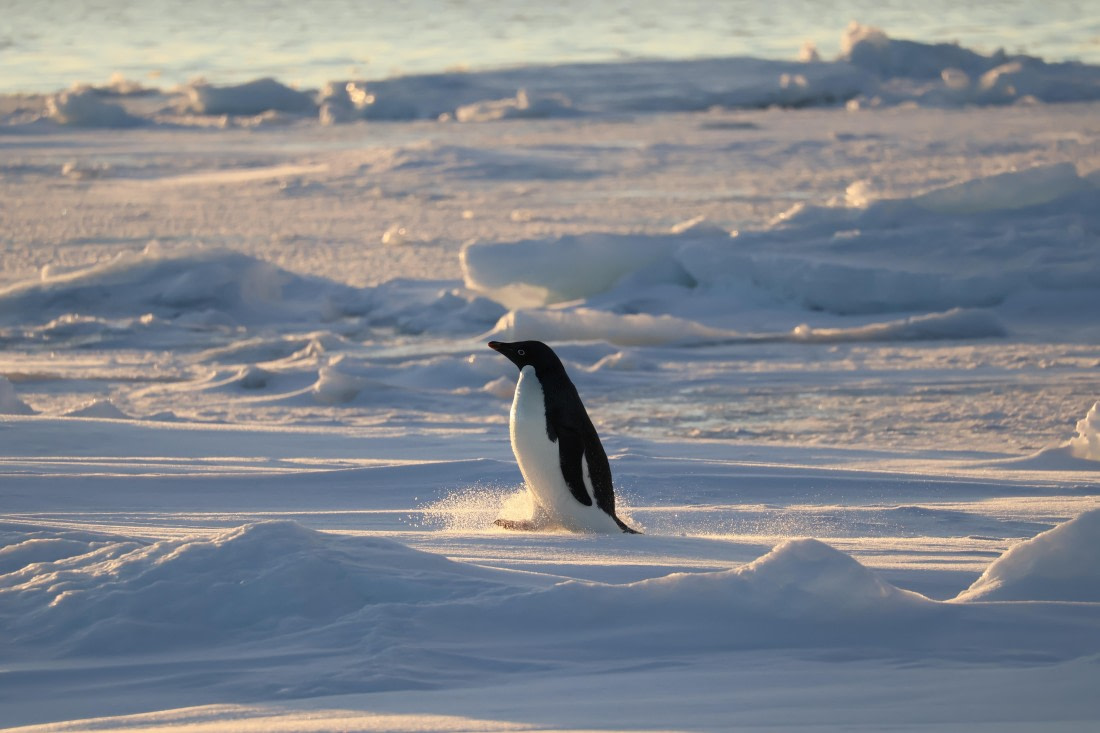 OTL22-25, Day 4, IMG_5432.JPG © Beth Hitchcock - Oceanwide Expeditions.JPG