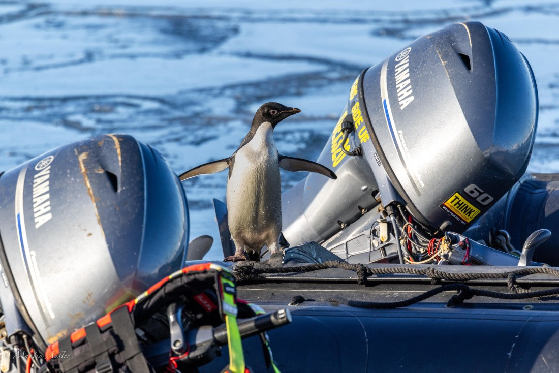 OTL22-25, Day 5, 0Q9A4779.jpg © Martin Anstee - Oceanwide Expeditions.jpg