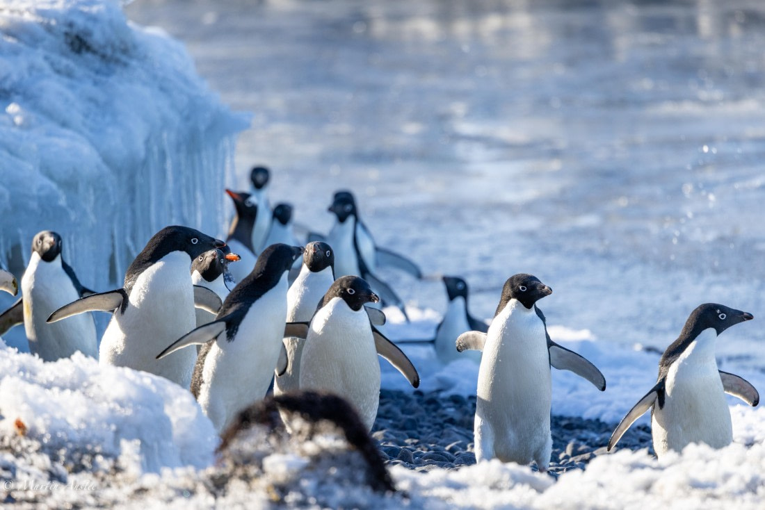 OTL22-25, Day 5, 0Q9A4788.jpg © Martin Anstee - Oceanwide Expeditions.jpg