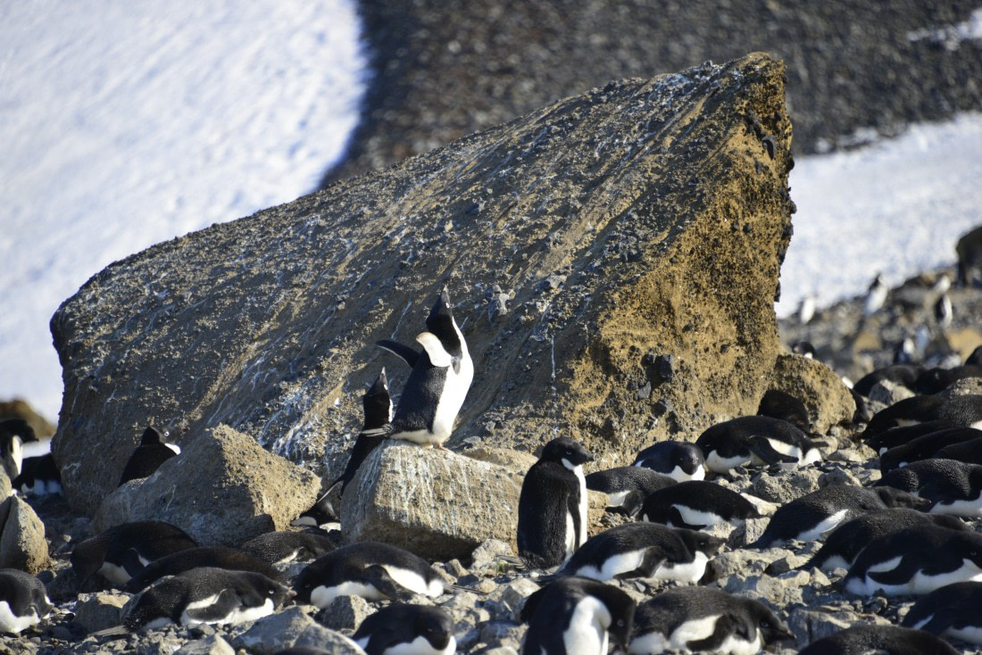 OTL22-25, Day 5, 15Nov2025-Gary Miller-Brown Bluff Ecstatic Adelie.JPG © Gary Miller - Oceanwide Expeditions.JPG