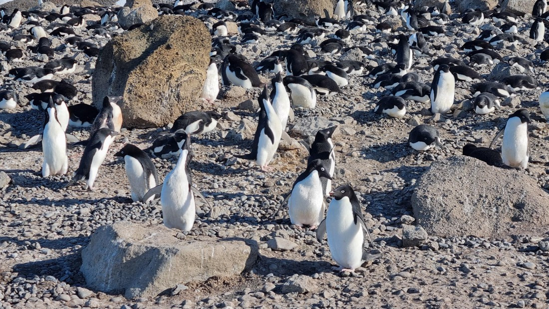 OTL22-25, Day 5, 20251115-Adelies at Brown Bluff.jpg © Gary Miller - Oceanwide Expeditions.jpg
