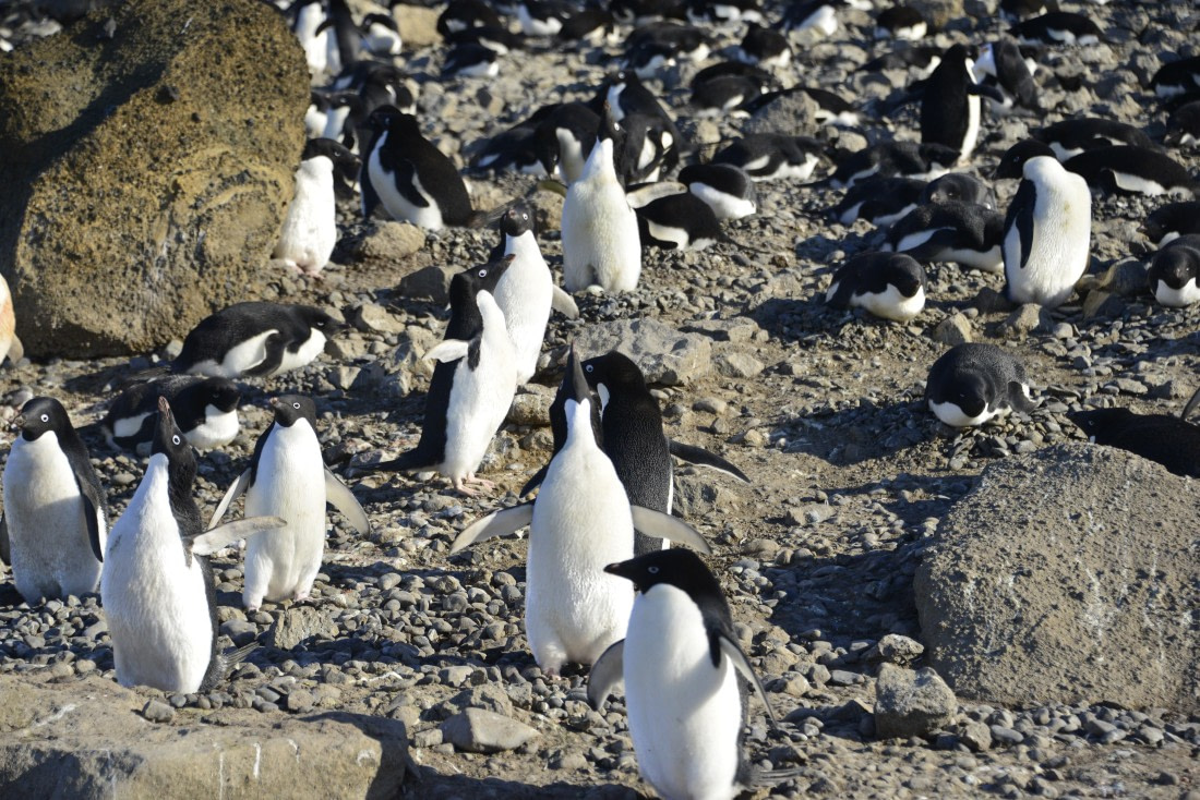 OTL22-25, Day 5, 20251115-Adelies at Brown Bluff2.JPG © Gary Miller - Oceanwide Expeditions.JPG