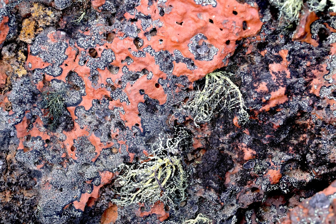 OTL22-25, Day 6, IMG_5490.JPG © Beth Hitchcock - Oceanwide Expeditions.JPG