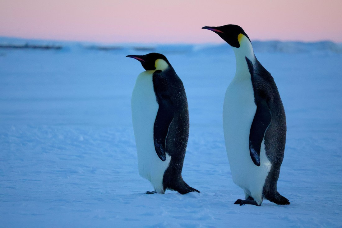 OTL22-25, Day 6, IMG_5554.JPG © Beth Hitchcock - Oceanwide Expeditions.JPG