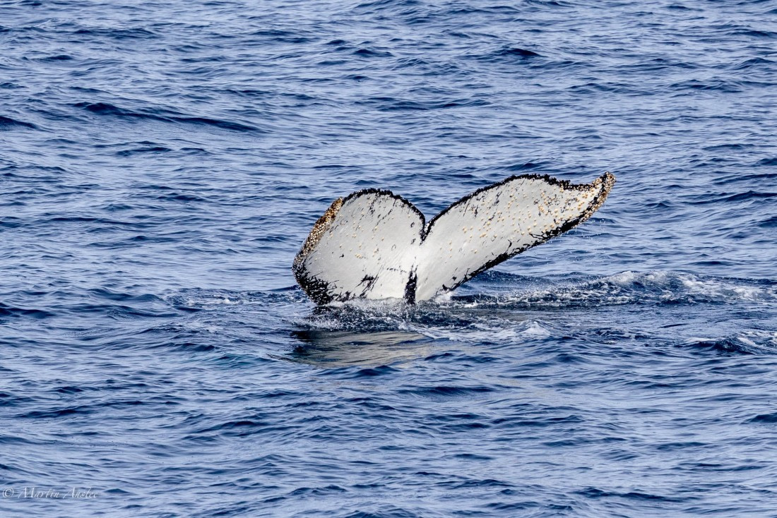 OTL22-25, Day 7, 0Q9A4813.jpg © Martin Anstee - Oceanwide Expeditions.jpg