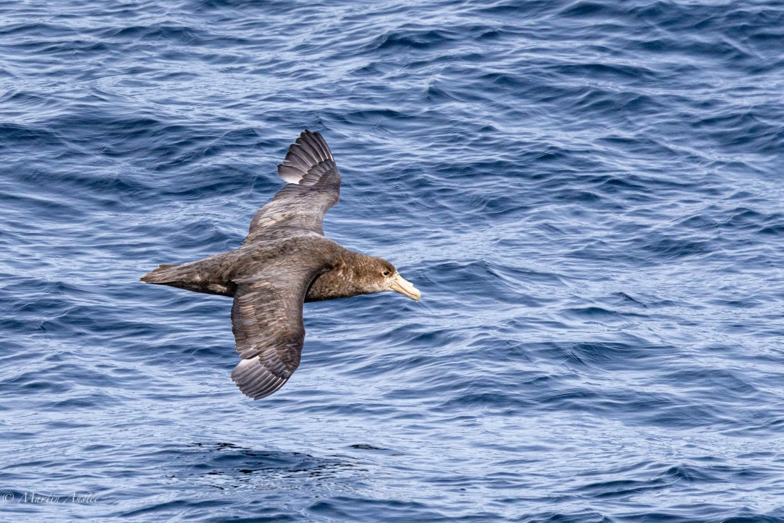 OTL22-25, Day 7, 0Q9A4831.jpg © Martin Anstee - Oceanwide Expeditions.jpg