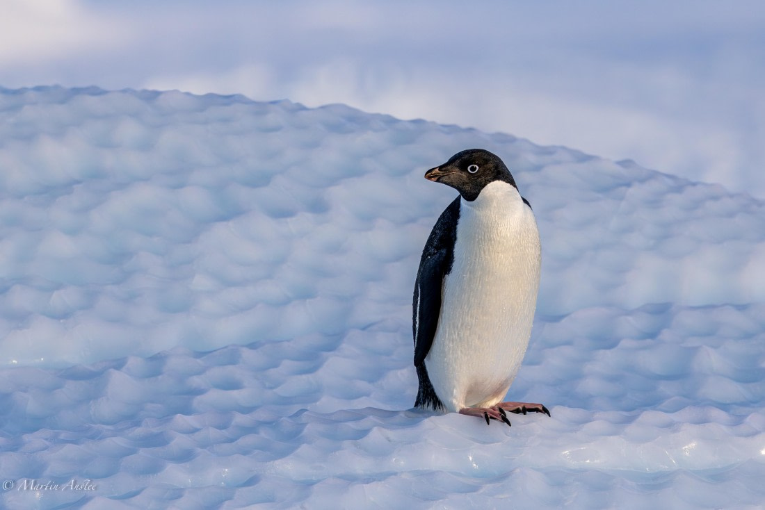 OTL22-25, Day 7, 0Q9A4887.jpg © Martin Anstee - Oceanwide Expeditions.jpg