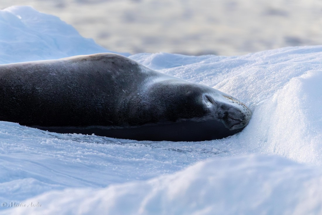 OTL22-25, Day 7, 0Q9A4903.jpg © Martin Anstee - Oceanwide Expeditions.jpg