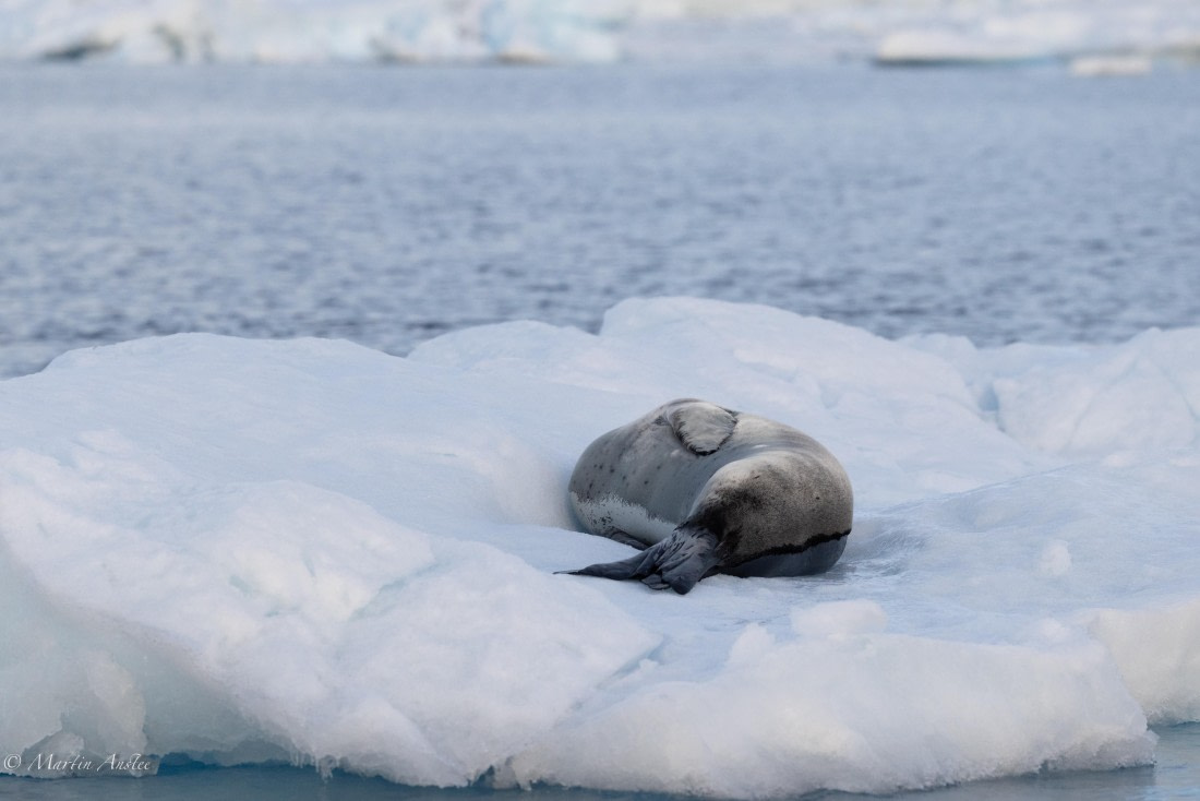 OTL22-25, Day 7, 0Q9A4909.jpg © Martin Anstee - Oceanwide Expeditions.jpg