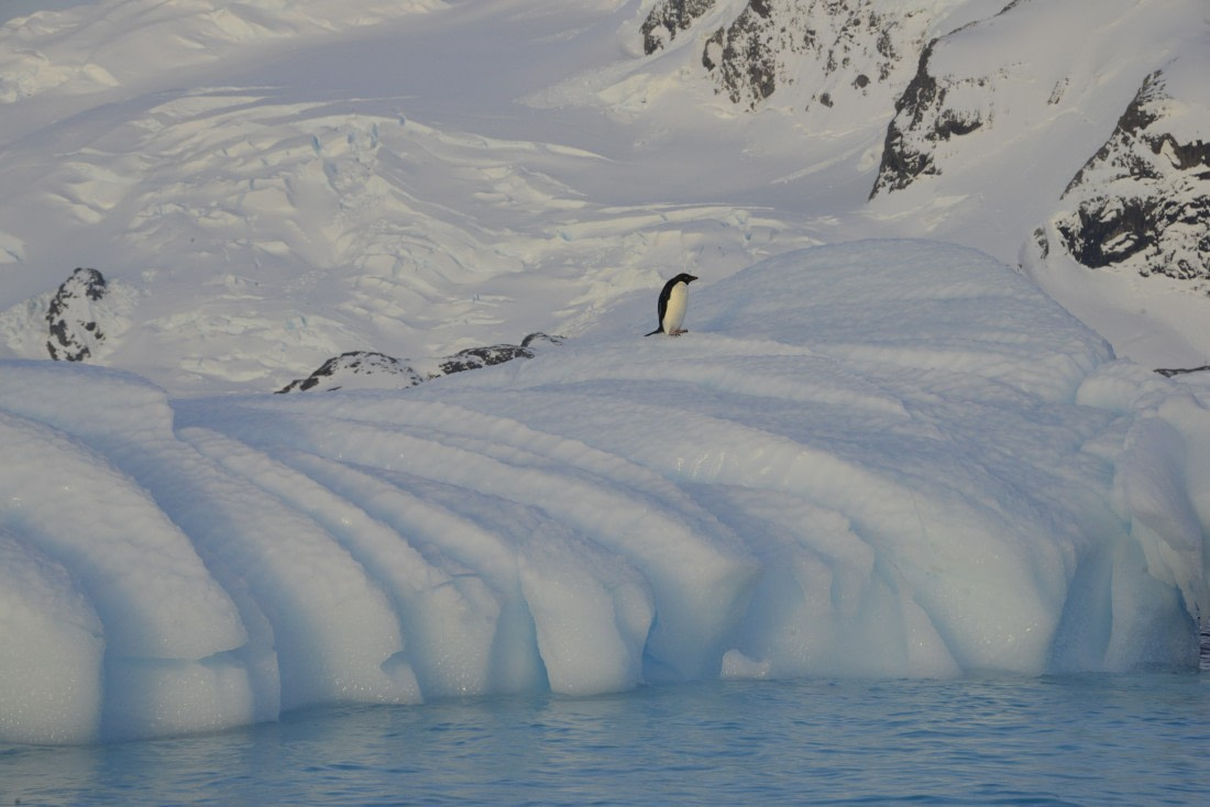 OTL22-25, Day 7, 17Nov2025-Gary Miller-Cierva Cove Adelie.JPG © Gary Miller - Oceanwide Expeditions.JPG