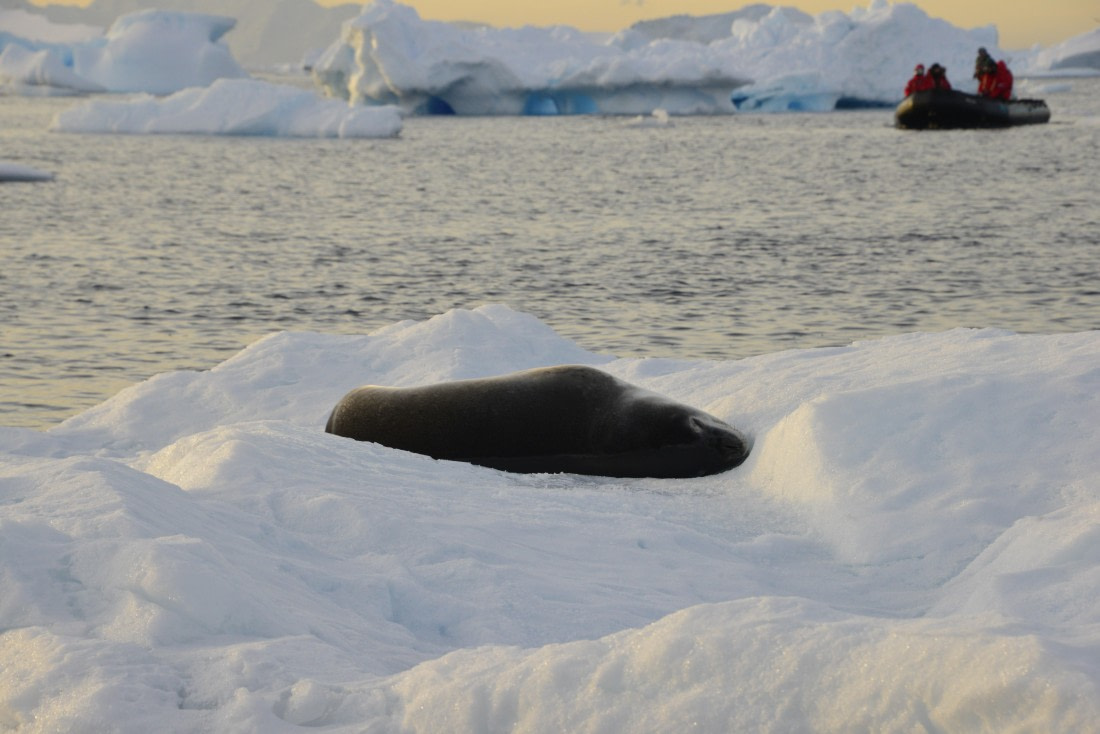 OTL22-25, Day 7, 17Nov2025-Gary Miller-Cierva Cove Leopard Seal.JPG © Gary Miller - Oceanwide Expeditions.JPG
