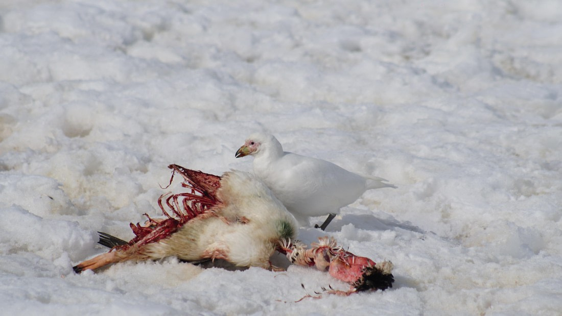 OTL22-25, Day 7, DSC00321.JPG © Jess Owen - Oceanwide Expeditions.JPG