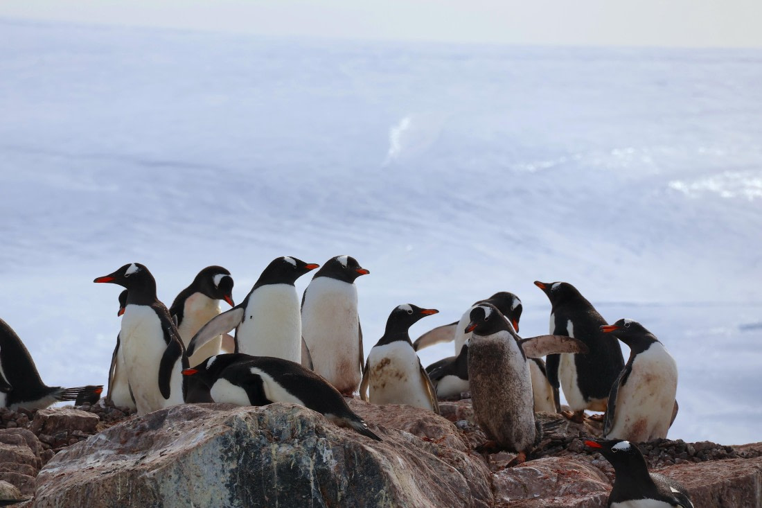 OTL22-25, Day 7, IMG_5597.JPG © Beth Hitchcock - Oceanwide Expeditions.JPG