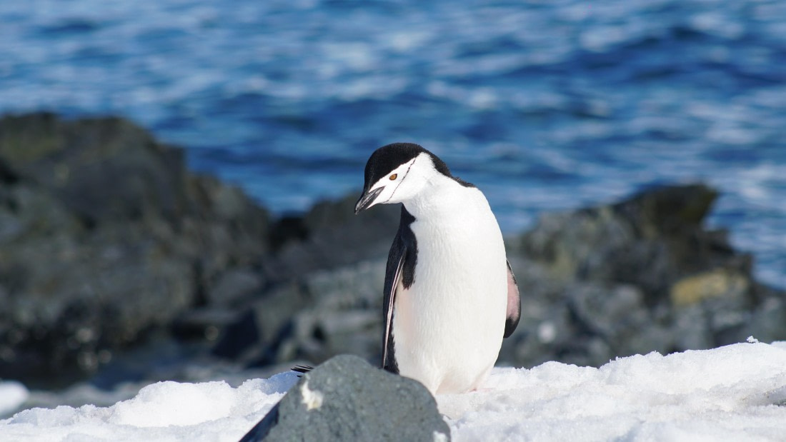 OTL22-25, Day 8, DSC00577.JPG © Jess Owen - Oceanwide Expeditions.JPG