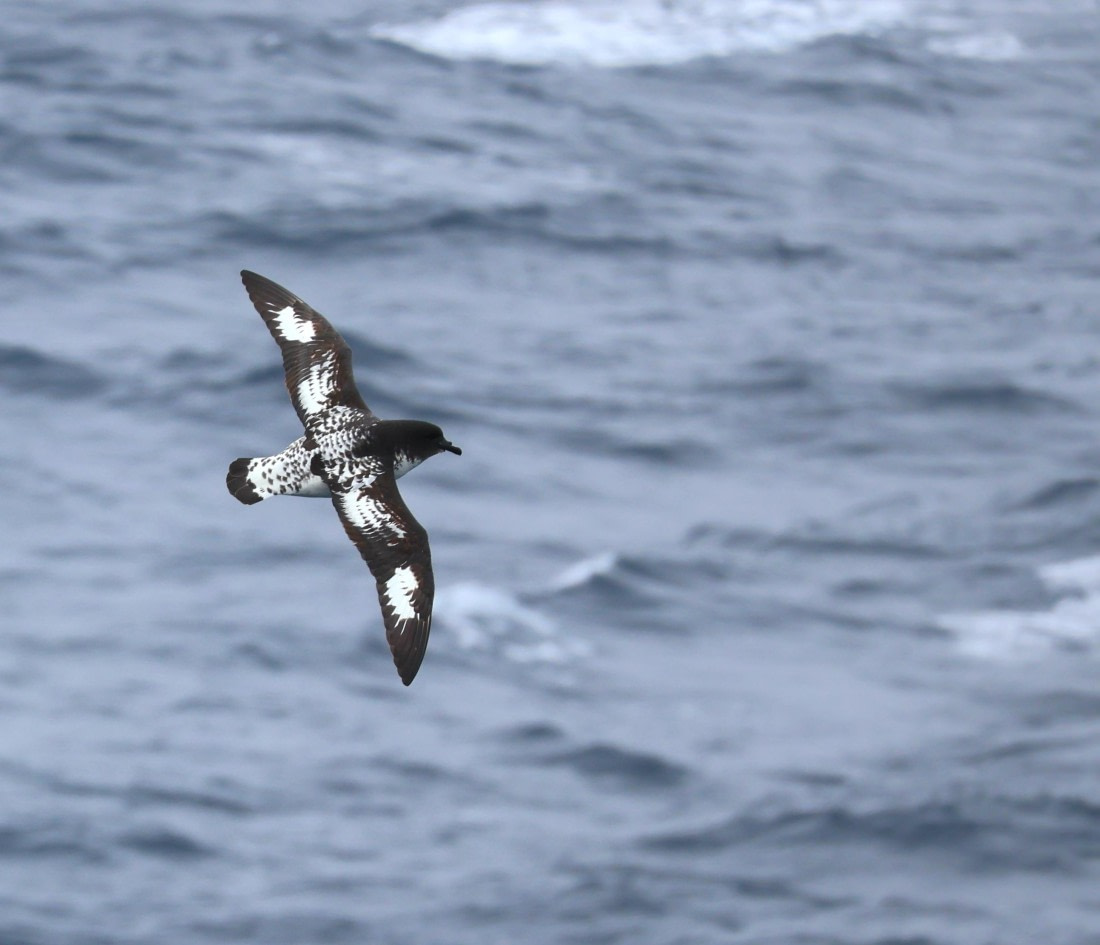 OTL22-25, Day 9, IMG_4354.JPG © Beth Hitchcock - Oceanwide Expeditions.JPG