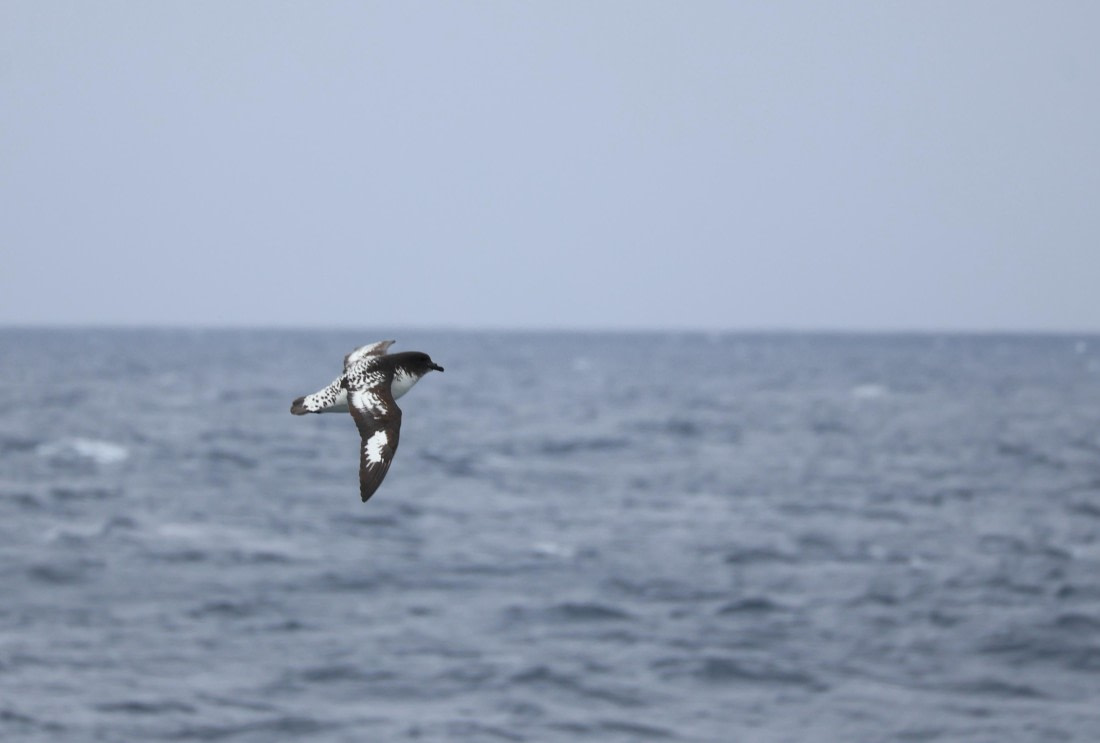 OTL22-25, Day 9, IMG_4355.JPG © Beth Hitchcock - Oceanwide Expeditions.JPG