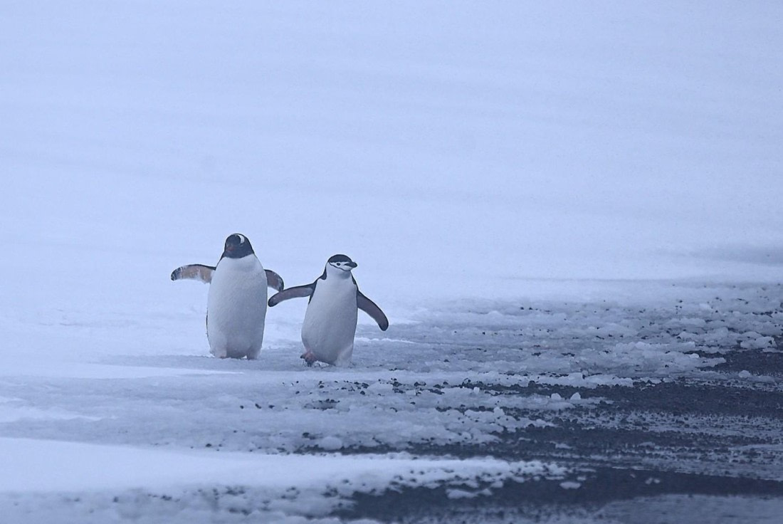 OTL23-25, Day 3, Picture10.jpg © Unknown photographer - Oceanwide Expeditions.jpg