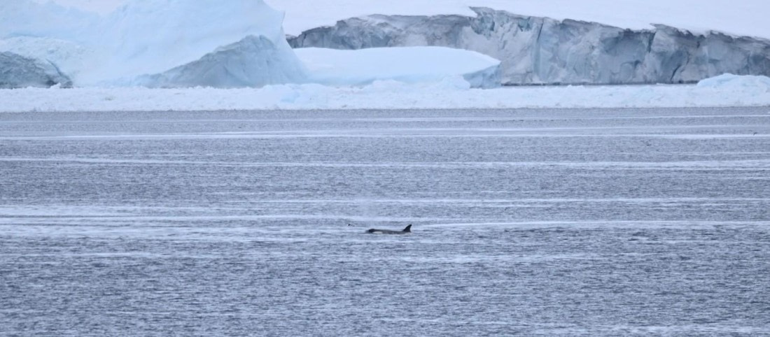 OTL23-25, Day 6, Picture20.jpg © Unknown photographer - Oceanwide Expeditions.jpg