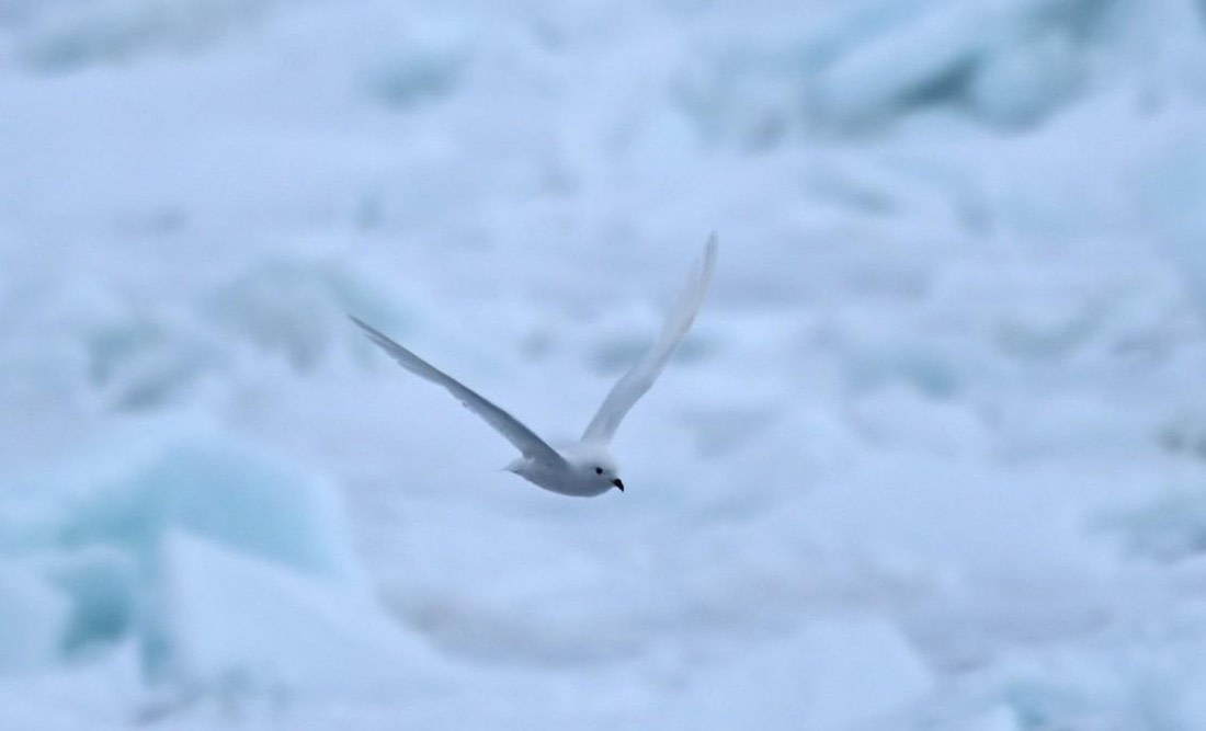 OTL23-25, Day 6, Picture21.jpg © Unknown photographer - Oceanwide Expeditions.jpg