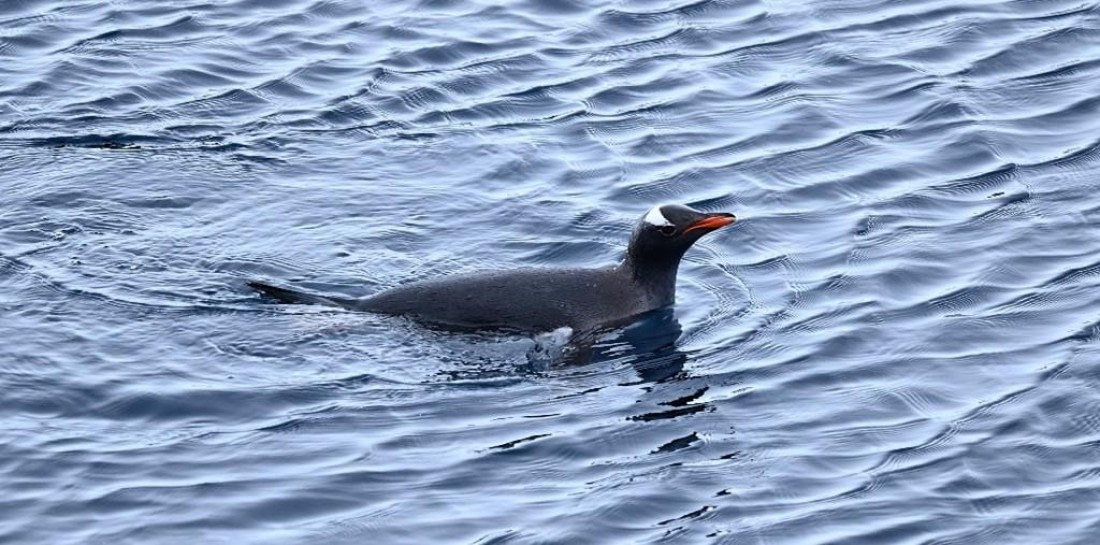 OTL23-25, Day 6, Picture23.jpg © Unknown photographer - Oceanwide Expeditions.jpg