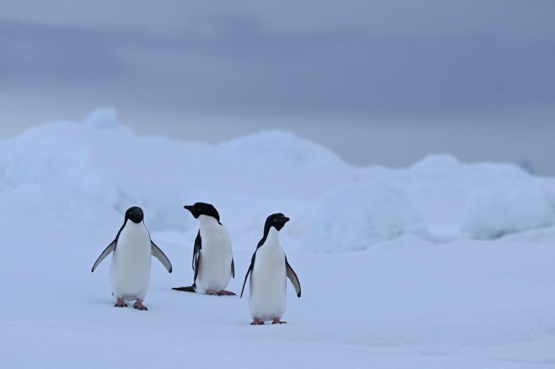 OTL23-25, Day 6, Picture25.jpg © Unknown photographer - Oceanwide Expeditions.jpg