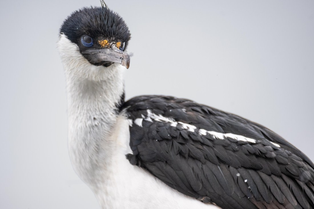 Blue-eyed shag