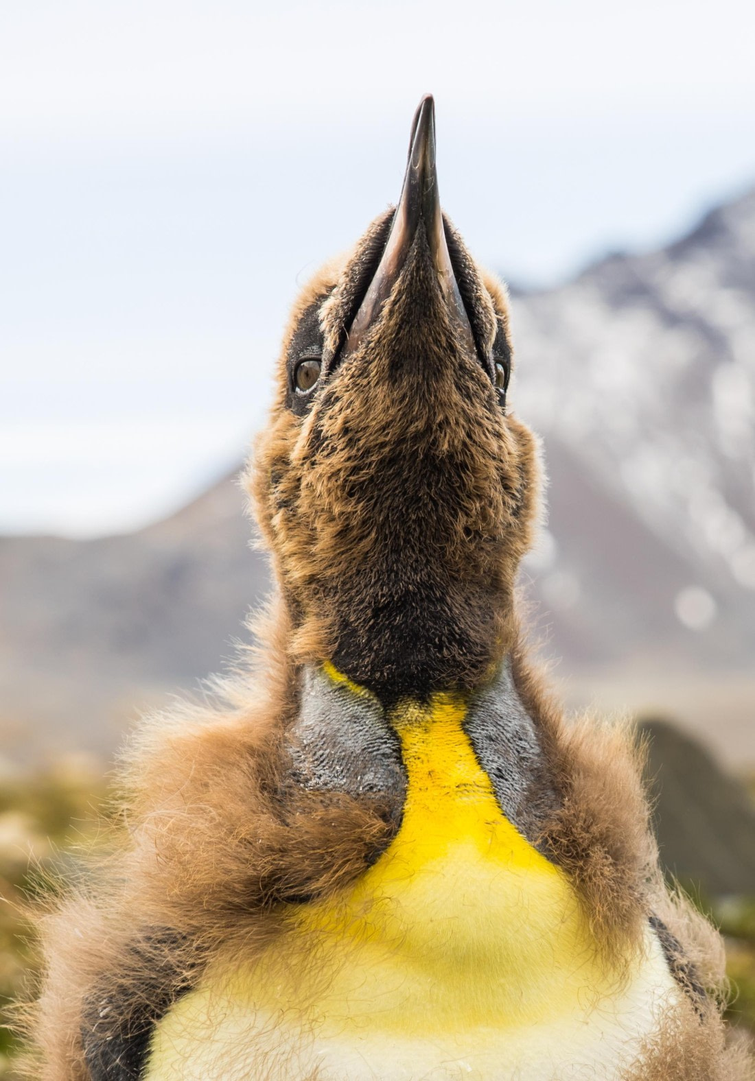 Longing for the ocean