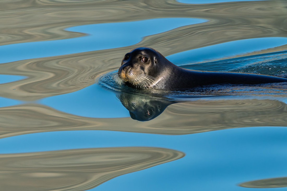 Bearded seal