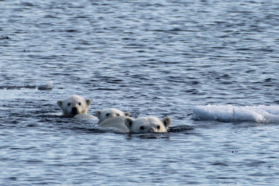 Mom with two cubs
