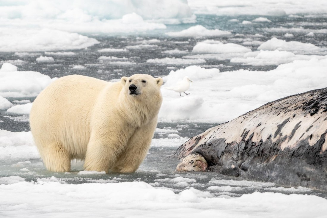 Bear ivory gull and spermwhale
