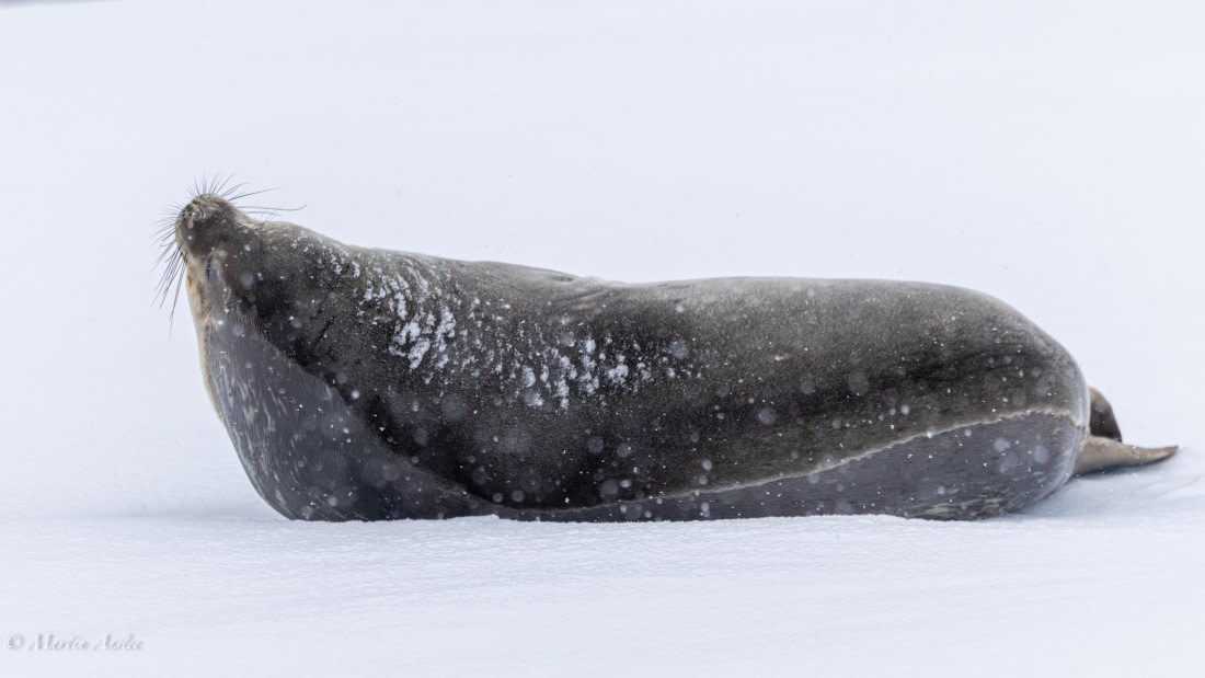 HDS23-25, Day 4, 0Q9A6222 © Martin Anstee - Oceanwide Expeditions.jpg