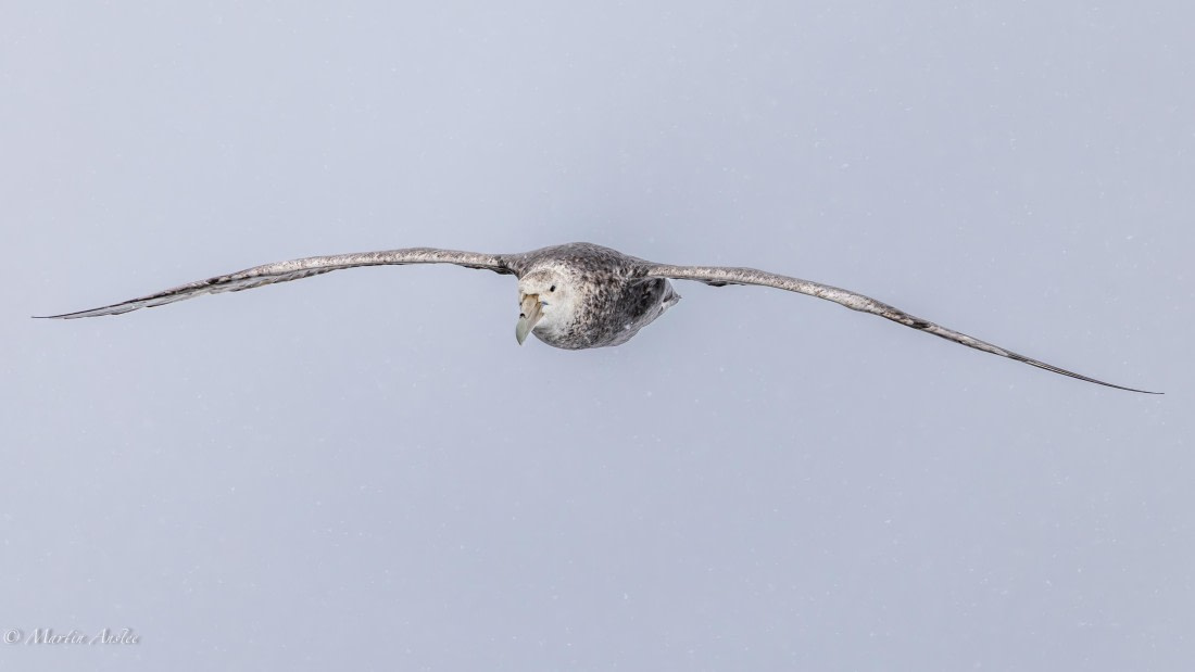 HDS23-25, Day 4, 0Q9A6226 © Martin Anstee - Oceanwide Expeditions.jpg