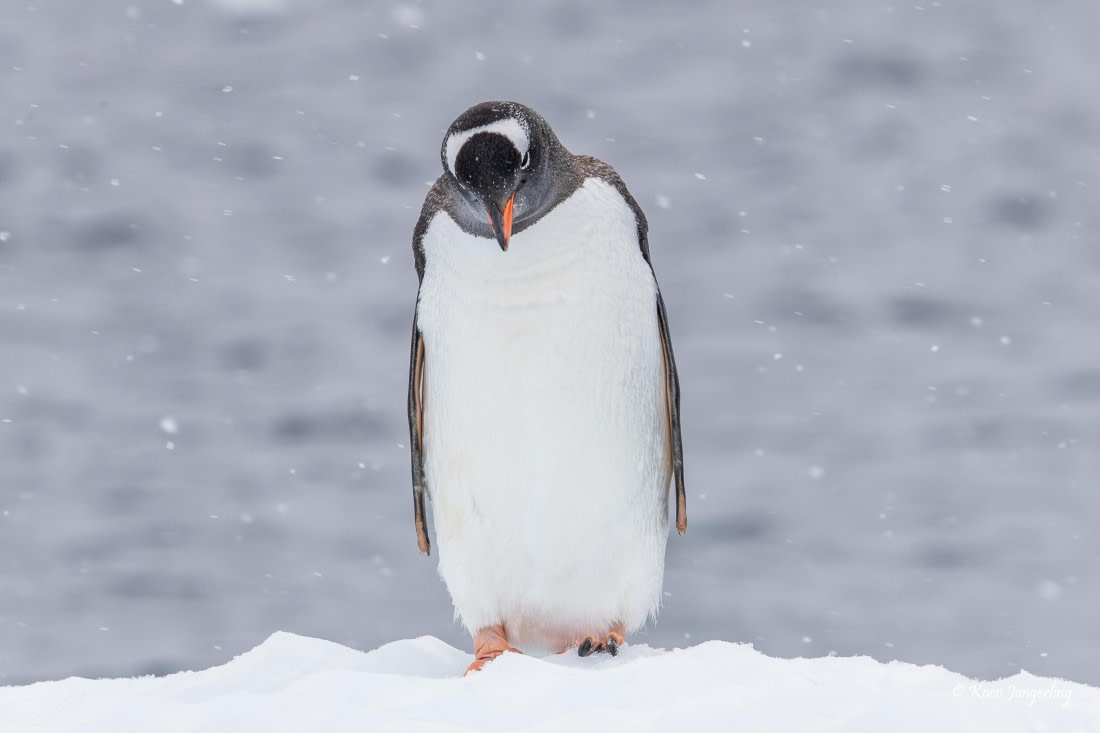 HDS23-25, Day 4, 5D5A9677 © Koen Jongerling - Oceanwide Expeditions.jpg